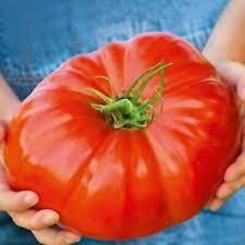 Używany, Tomato  Red King Giant 10 Seeds Combined Shipping na sprzedaż  Wysyłka do Poland