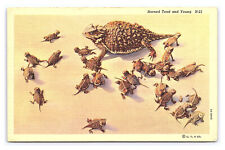 Horned toad young for sale  Bennington