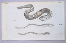 Lamprey eel fish for sale  NORWICH