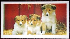 Rough collie puppies for sale  Shipping to Ireland