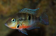 Firemouth cichlids stunning for sale  Miami