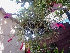 Tillandsia aeranthos bergerii d'occasion  Cagnes-sur-Mer