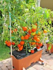 Patio bush tomato for sale  Wichita