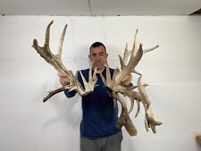 taxidermy deer mounts for sale  Delphos