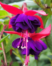 Fuchsie dollar princess gebraucht kaufen  Oberursel (Taunus)