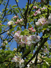 European crab apple for sale  Elko