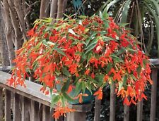 Trailing begonia bossa for sale  BELLSHILL
