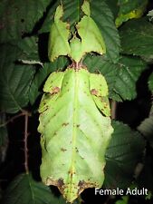 Two giant leaf for sale  LUTON