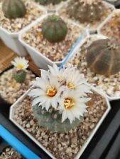 Seeds strombocactus disciformi for sale  Shipping to United Kingdom