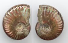 Fossili ammonite cleioniceras usato  Sassari