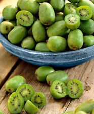 Chinese kiwi berry for sale  DORCHESTER