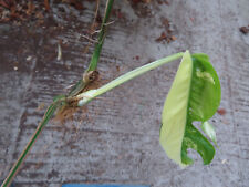 Monstera epipremnum pinnatum gebraucht kaufen  Rudolstadt