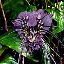 Black bat orchid for sale  Lincolnton