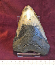 Large carcharodon megalodon for sale  MARKET RASEN