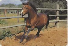 Horse postcard freedom for sale  ALTON