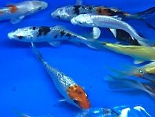 Koi friendly healthy for sale  CREWE