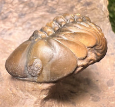 Trilobite reedops fossil d'occasion  Expédié en Belgium