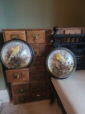 Antique taxidermy wall for sale  KINGSWINFORD