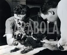 Vintage animali domestici usato  Roma