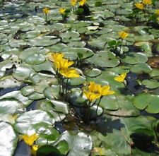 Plante faux nénuphar.... d'occasion  La Coquille