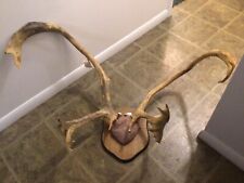 mounted caribou antlers for sale  Johnstown