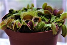 Venus flytrap seeds for sale  Titusville