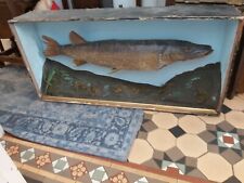 Antique taxidermy cased for sale  SWANSEA