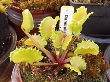 Dionaea muscipula damballa d'occasion  Miribel