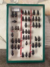  CABINET OF CURIOSITY - entomological box / CARABUS Catenulatus Problèmaticus for sale  Shipping to South Africa
