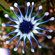 Blue daisy osteospermum for sale  BRISTOL