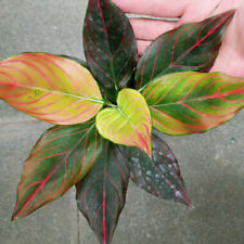 Aglaonema Red Vine Free Pithosanitary Ship By Dhl Express for sale  Shipping to South Africa