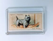 Cairn terrier 1925 for sale  THIRSK