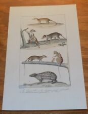 1835 BUFFON Animal Print   /  FLYING LEMUR, MARMOSET, OPOSSUM, SPOTTED PACA for sale  Shipping to South Africa