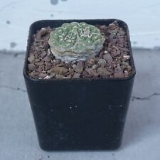 Strombocactus disciformis two for sale  Shipping to Ireland