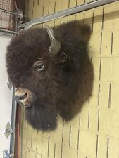 taxidermy buffalo head for sale  Springfield