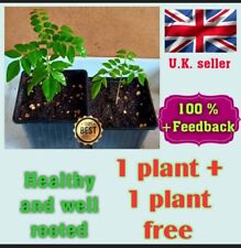 Curry leaves plant for sale  LEICESTER