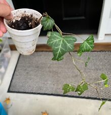 English ivy plant for sale  King George