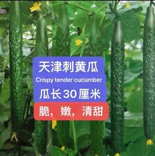 Tianjin tender cucumber for sale  Monterey Park