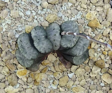 succulents haworthia for sale  Shipping to Ireland