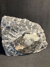 Nautilus fossil cut for sale  BANBURY