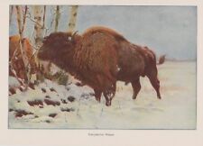 Wisent europäischer bison gebraucht kaufen  Lauenburg/ Elbe