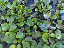 Water hyacinth pond for sale  Morrison