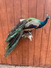 Peacock full body for sale  Rapid City