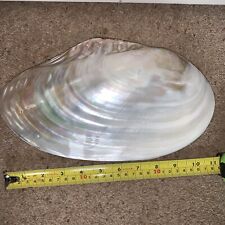 Mother pearl abalone for sale  BANBURY