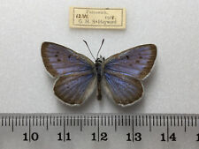 Extinct large blue for sale  LEEDS