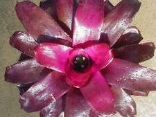 star bromeliad for sale  Winter Garden