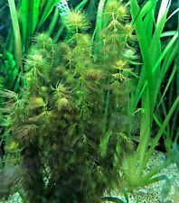 Ceratophyllum submersum plante d'occasion  Krautergersheim