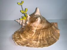 Huge 9.5 conch for sale  USA