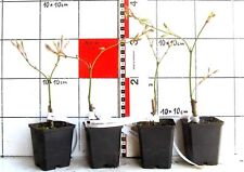 Acer palmatum dissectum gebraucht kaufen  Bad Bergzabern