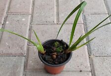 Maxillaria tenuifolia coconut for sale  Loxahatchee